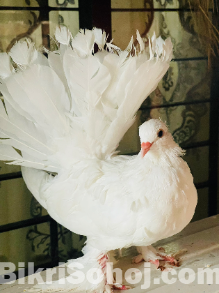 ইন্ডিয়ান সিল্কি লক্ষা (নর)